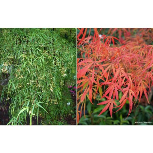 Acer palmatum Koto-no-ito (p29) - Japán juhar