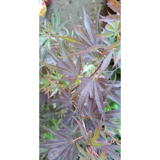 Acer palmatum Shaina (p19) - Japán juhar