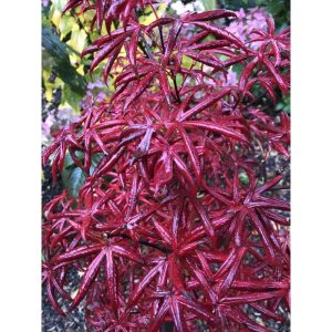 Acer palmatum Starfish (p19) - Japán juhar