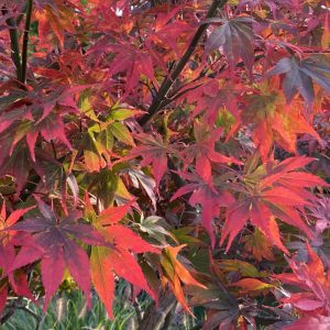 Acer palmatum Sumi-nagashi (p19) - Japán juhar