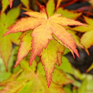 Acer palmatum Summer Gold (p19) - Japán juhar