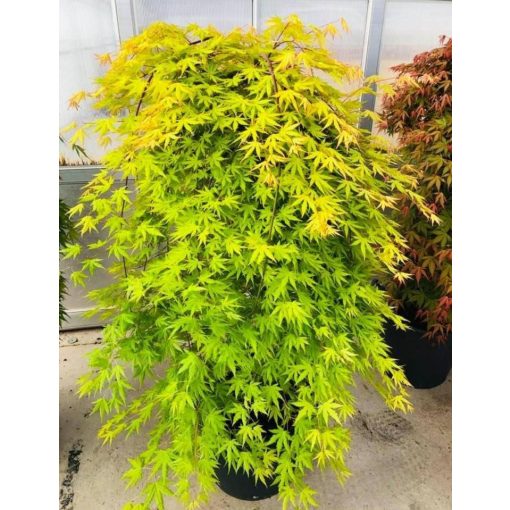 Acer palmatum CASCADE CITRINE (p34) - Japán juhar