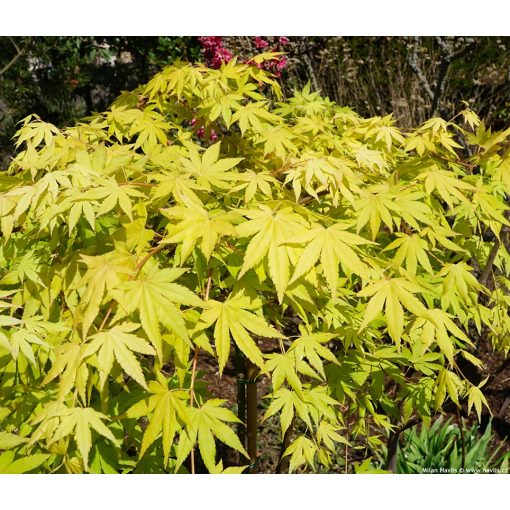 Acer palmatum CASCADE GOLD (p34) - Japán juhar