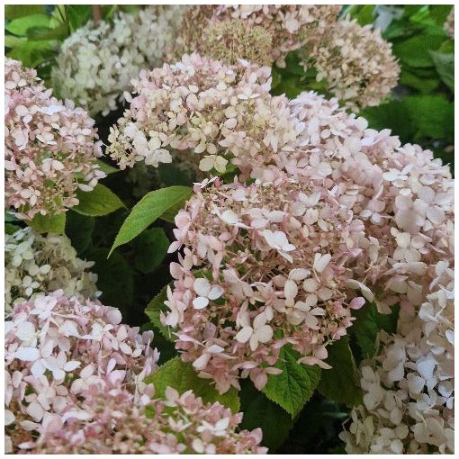 Hydrangea arborescens CANDYBELLE MARSHMALLOW (p19) - Cserjés hortenzia