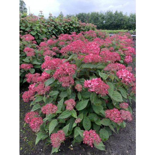 Hydrangea arborescens RUBY ANNABELLE (p19) - Cserjés hortenzia