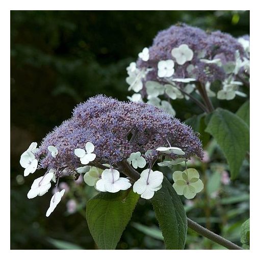 Hydrangea aspera Macrophylla (p17) - Érdeslevelű hortenzia