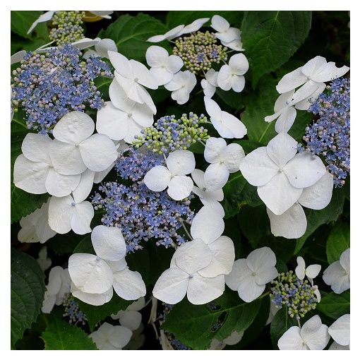 Hydrangea macrophylla Libelle (p17) - Kerti hortenzia