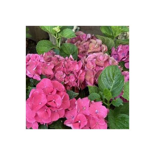 Hydrangea macrophylla Little Pink (p17) - Kerti hortenzia