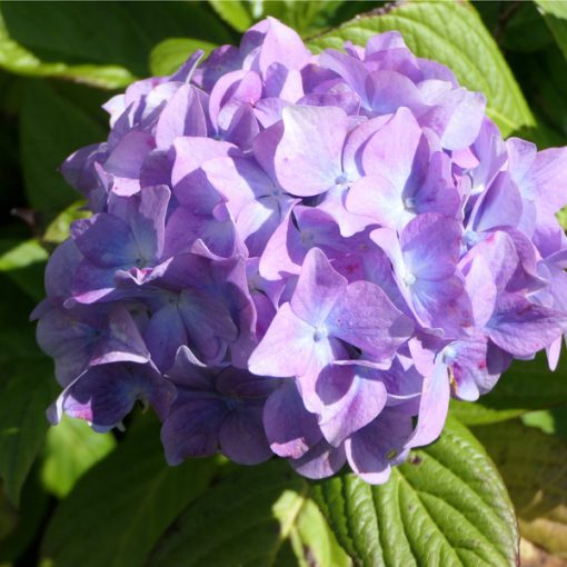 Hydrangea macrophylla Little Purple (p17) - Kerti hortenzia