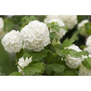 Hydrangea macrophylla Little White (p17) - Kerti hortenzia