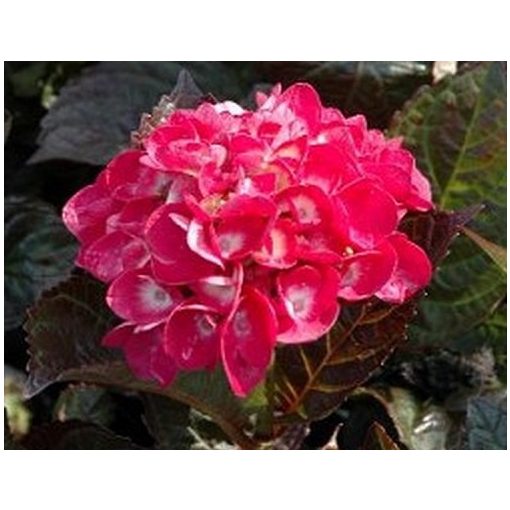 Hydrangea macrophylla Merveille Sanguinea (p17) - Kerti hortenzia