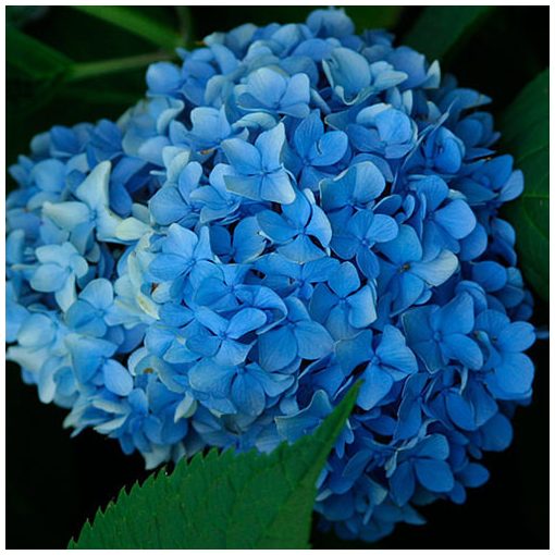 Hydrangea macrophylla Nikko Blue (p17) - Kerti hortenzia