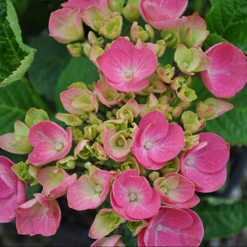 Hydrangea macrophylla Pia (p17) - Kerti hortenzia