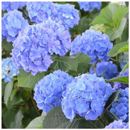 Hydrangea macrophylla Renate Steiniger (p17) - Kerti hortenzia