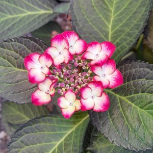   Hydrangea macrophylla BLACK DIAMONDS DARK ANGEL (p17) - Kerti hortenzia