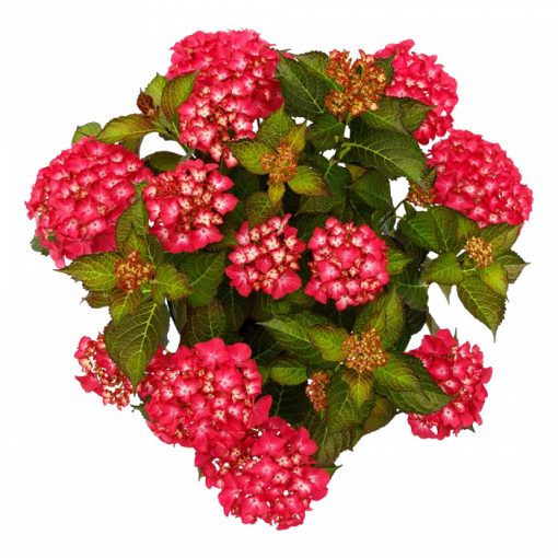 Hydrangea macrophylla BLACK DIAMONDS RED ANGEL (p17) - Kerti hortenzia