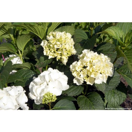 Hydrangea macrophylla FOREVER & EVER WHITE (p17) - Kerti hortenzia