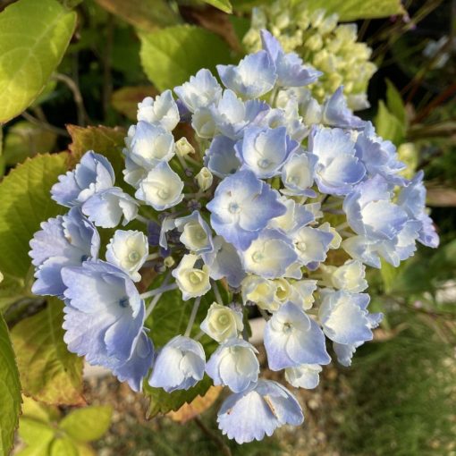 Hydrangea macrophylla HOVARIA HOMIGO (p17) - Kerti hortenzia