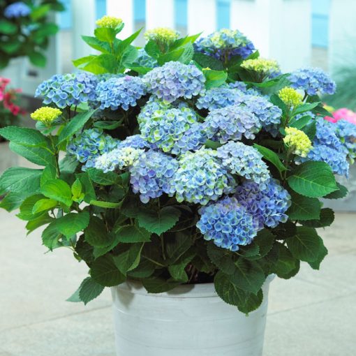 Hydrangea macrophylla MAGICAL REVOLUTION BLUE (p17) - Kerti hortenzia