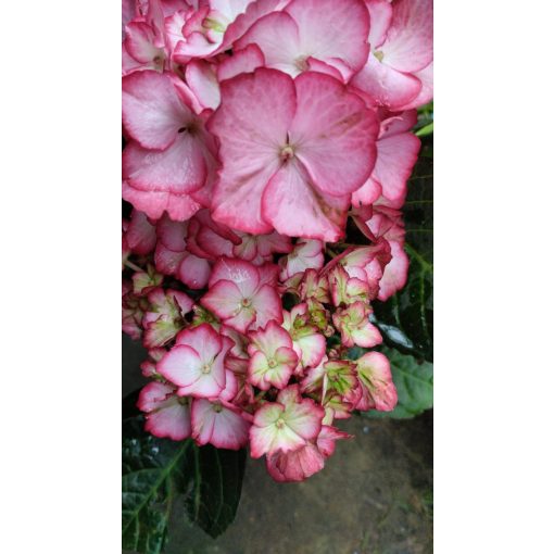 Hydrangea macrophylla ROYALTY BEAUTY OF BOSKOOP (p17) - Kerti hortenzia