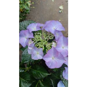   Hydrangea macrophylla ROYALTY COLLECTION TIFFANY PURPLE (p17) - Kerti hortenzia