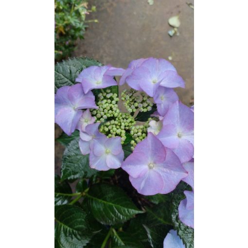 Hydrangea macrophylla ROYALTY COLLECTION TIFFANY PURPLE (p17) - Kerti hortenzia