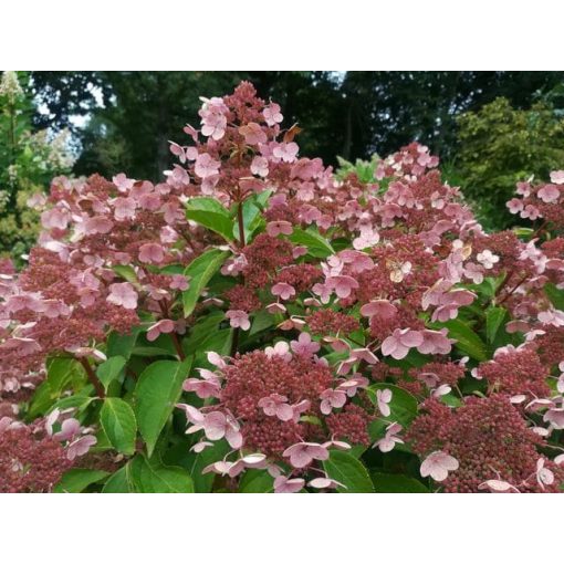 Hydrangea paniculata Dharuma (p19) - Bugás hortenzia