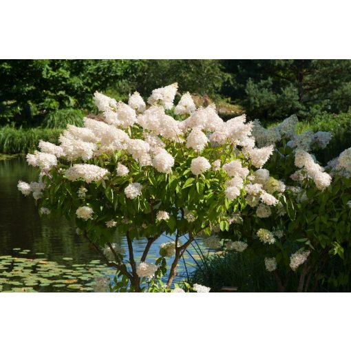 Hydrangea paniculata Grandiflora (p17) - Bugás hortenzia