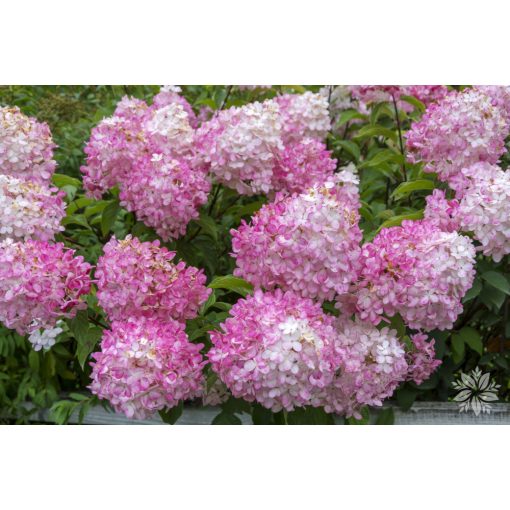 Hydrangea paniculata Pink Lady (p17) - Bugás hortenzia