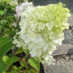 Hydrangea paniculata Polar Bear (p19) - Bugás hortenzia