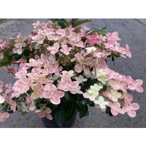 Hydrangea paniculata Polestar (p17) - Bugás hortenzia