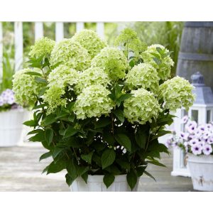   Hydrangea paniculata GARDENLIGHTS WHITELIGHT (p17) - Bugás hortenzia