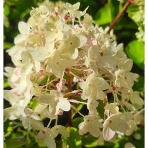 Hydrangea paniculata MAGICAL ANDES (p19) - Bugás hortenzia