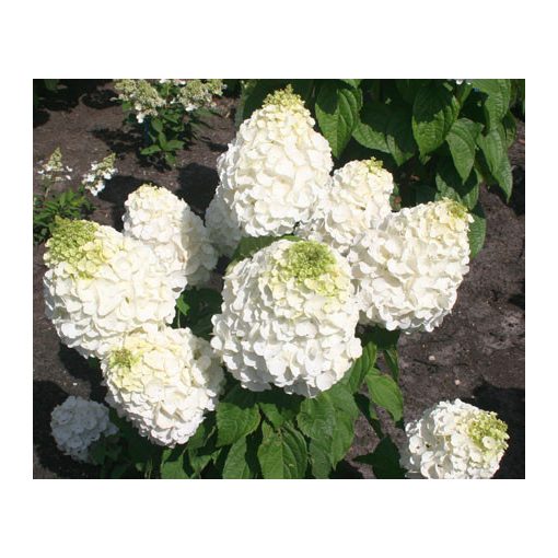 Hydrangea paniculata MAGICAL MONT BLANC (p19) - Bugás hortenzia