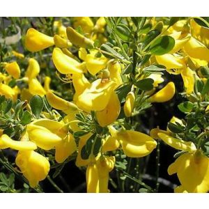 Cytisus Golden Sunlight - Zanót