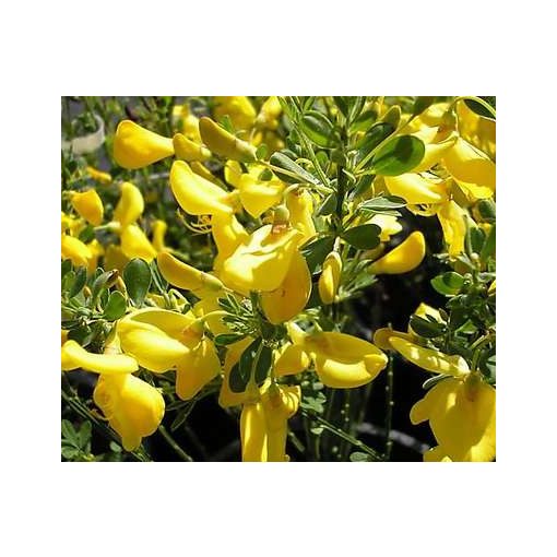 Cytisus Golden Sunlight - Zanót