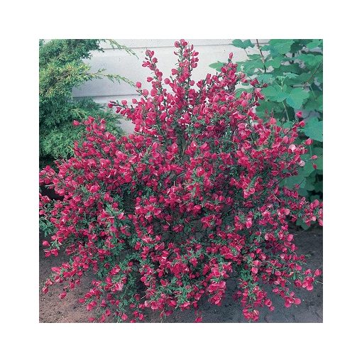 Cytisus Hollandia - Zanót