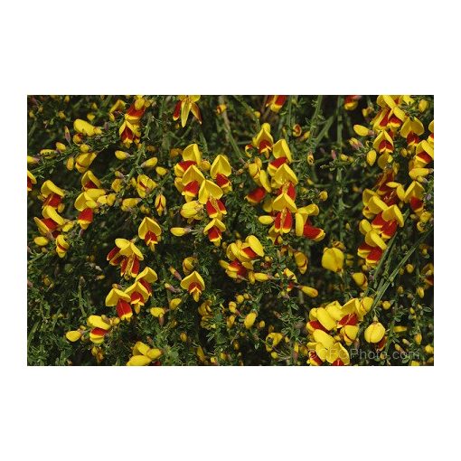 Cytisus Andreanus - Zanót