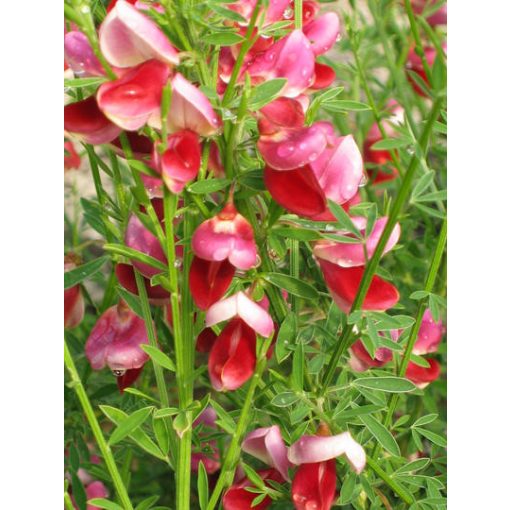 Cytisus Burkwoodii - Zanót