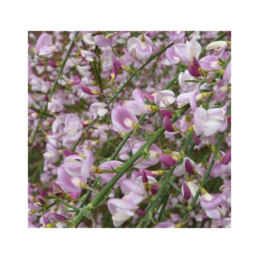 Cytisus Moyclare Pink - Zanót