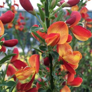 Cytisus Goldfinch - Zanót