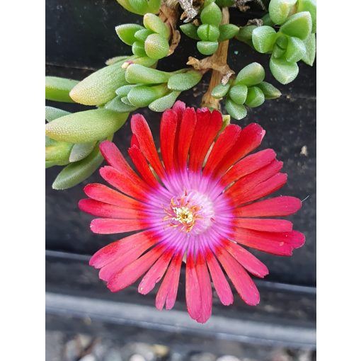 Delosperma Sundella Red - Kristályvirág