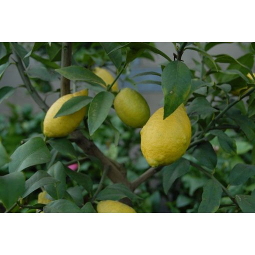 Citrus limon - Óriás citrom (p12)