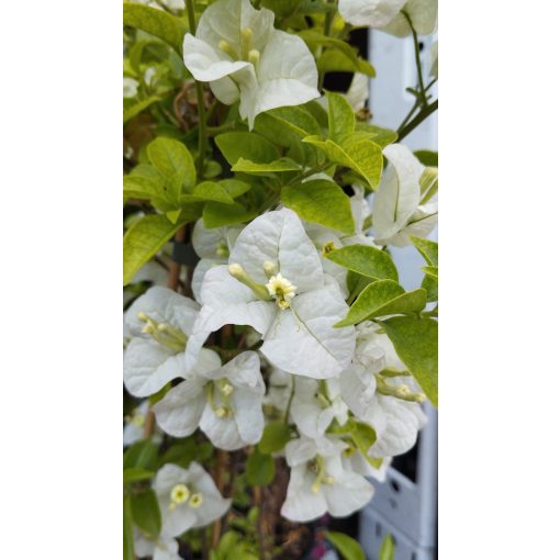 Bougainvillea White - Murvafürt