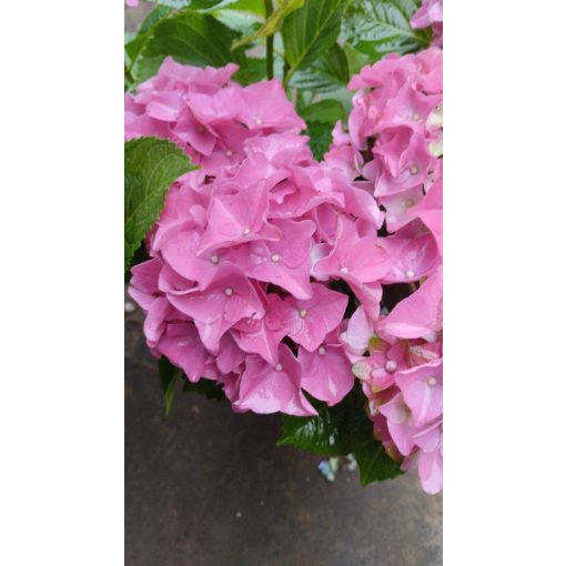 Hydrangea macrophylla ROYALTY COLLECTION LADY MATA HARI Pink (p17) - Kerti hortenzia