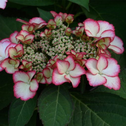 Hydrangea macrophylla HOVARIA Love You Kiss (p17) - Kerti hortenzia