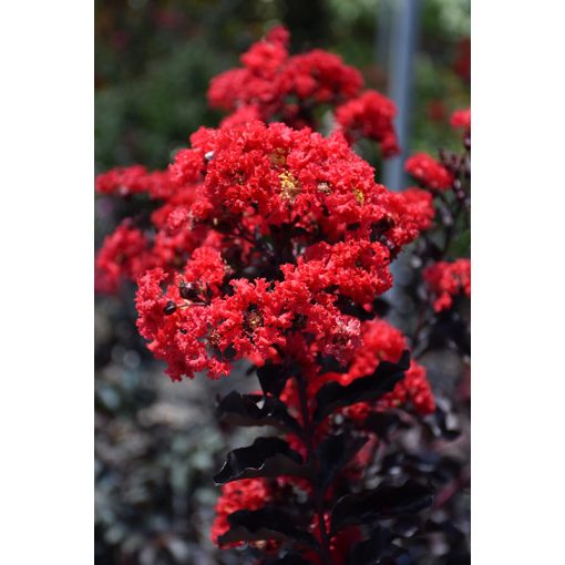 Lagerstroemia indica Best Red (p19) - Bordó levelű selyemmirtusz