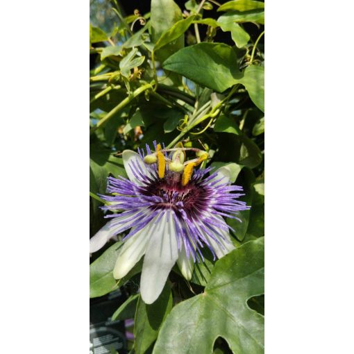 Passiflora Damels Delight - Golgotavirág