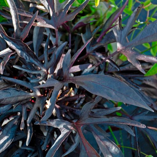 Ipomoea batatas Spotlight Black - Dísz édesburgonya