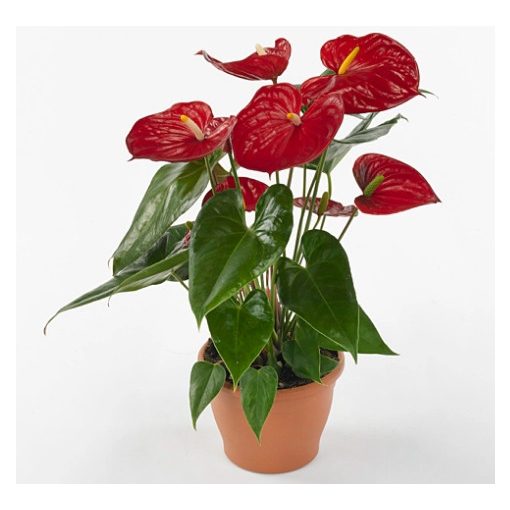 Anthurium andreanum Nevada - Flamingó virág